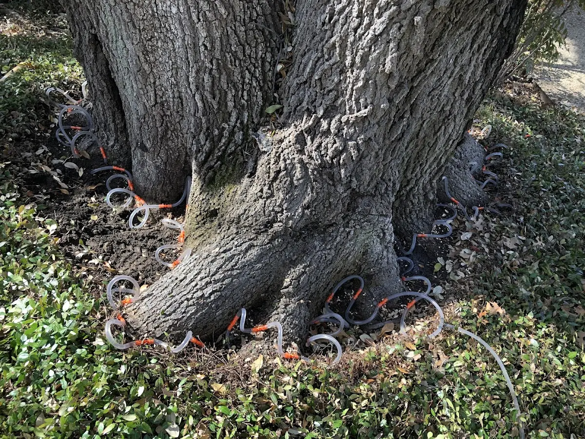 Detailed Tree Cabling and Bracing job site in Glenham