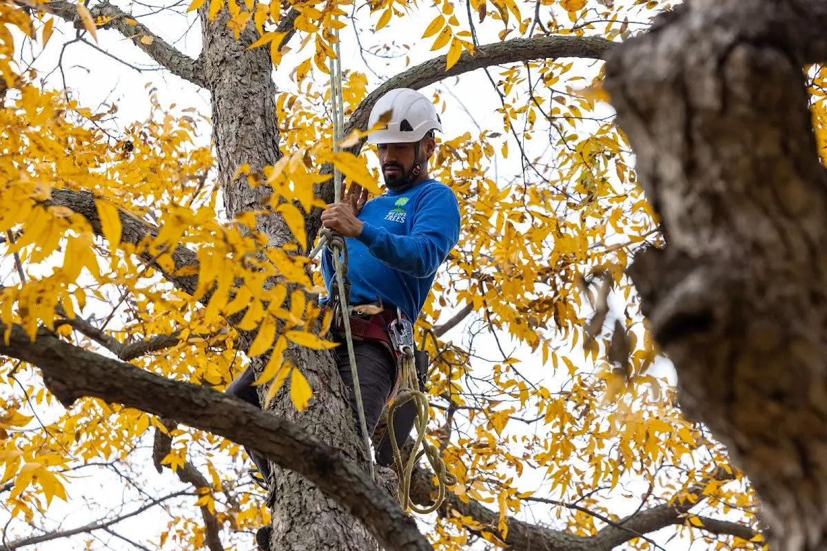 Skilled Storm Damage Cleanup crew working in Glenham